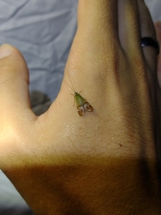 Macronema argentilineatum