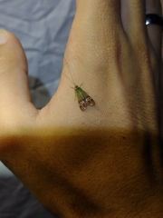 Macronema argentilineatum