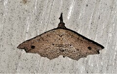 Philogethes metableta