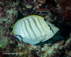 Chaetodon multicinctus