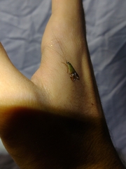 Macronema argentilineatum