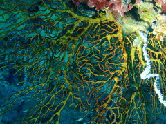 Melithaea ochracea