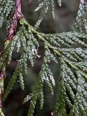 Fellhanera bouteillei