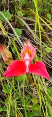 Disa uniflora
