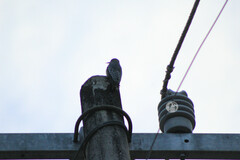 Melanerpes hypopolius