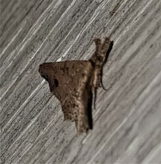 Philogethes metableta