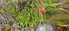 Disa uniflora