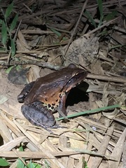 Leptodactylus pentadactylus