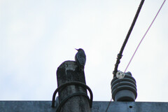 Melanerpes hypopolius