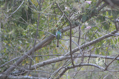 Trogon elegans