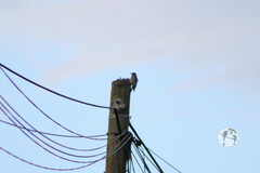 Melanerpes hypopolius