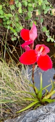 Disa uniflora