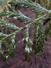 Fellhanera bouteillei