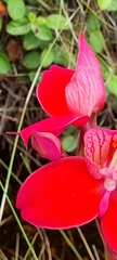 Disa uniflora
