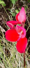 Disa uniflora