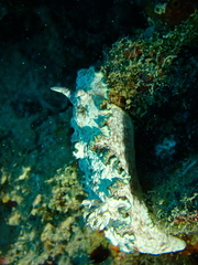 Glossodoris