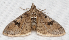 Palpita arsaltealis