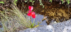 Disa uniflora