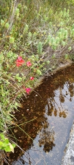Disa uniflora