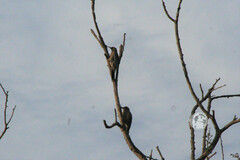 Melanerpes hypopolius