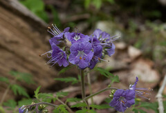 Phacelia bipinnatifida