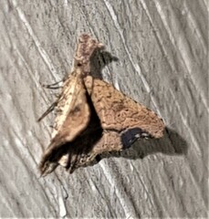 Philogethes metableta