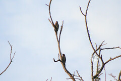 Melanerpes hypopolius