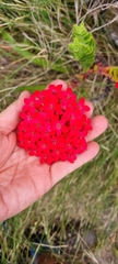 Crassula coccinea