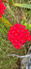 Crassula coccinea