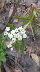 Ixodia achillaeoides