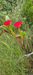 Crassula coccinea