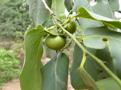 Diospyros montana