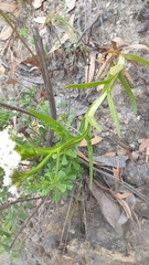 Ixodia achillaeoides