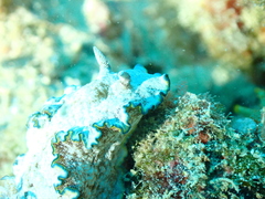 Glossodoris