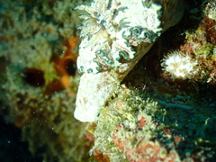 Glossodoris