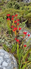 Crassula coccinea