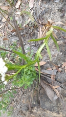 Ixodia achillaeoides