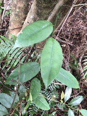 Anodendron benthamianum