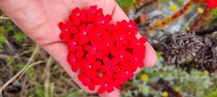 Crassula coccinea
