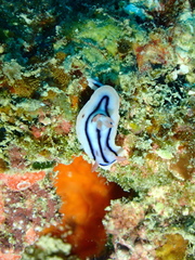 Chromodoris lochi