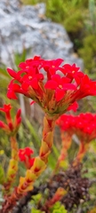 Crassula coccinea