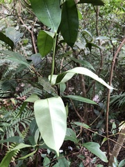 Anodendron benthamianum