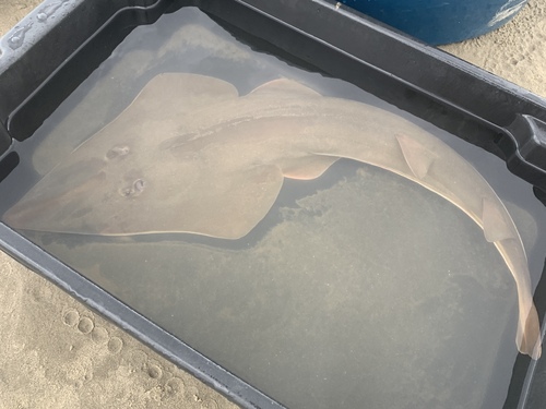 Brazilian guitarfish (Pseudobatos horkelii) — Rhinobatidae — 4