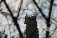 Melanerpes hypopolius