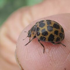 Henosepilachna sumbana