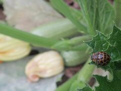 Henosepilachna sumbana