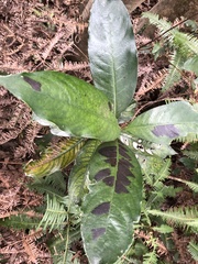 Lasianthus chinensis