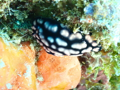 Phyllidiidae