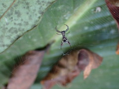 Micrathena