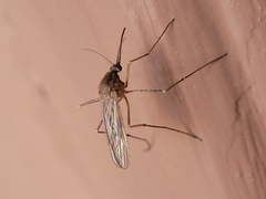 Culiseta inornata